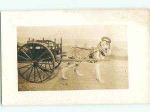 rppc 1920's DOG WEARING HAT AND SPECTACLE GLASSES AC7900