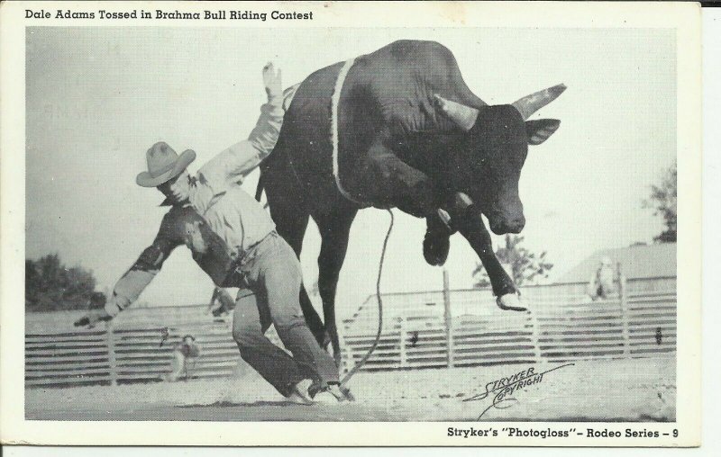 Dale Adams Tossed in Brahma Bull Riding Contest Strykers Photogloss Rodeo Series