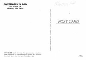 Lion Cubs - Mendon, Massachusetts