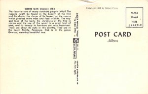 White Oak Tree Unused 