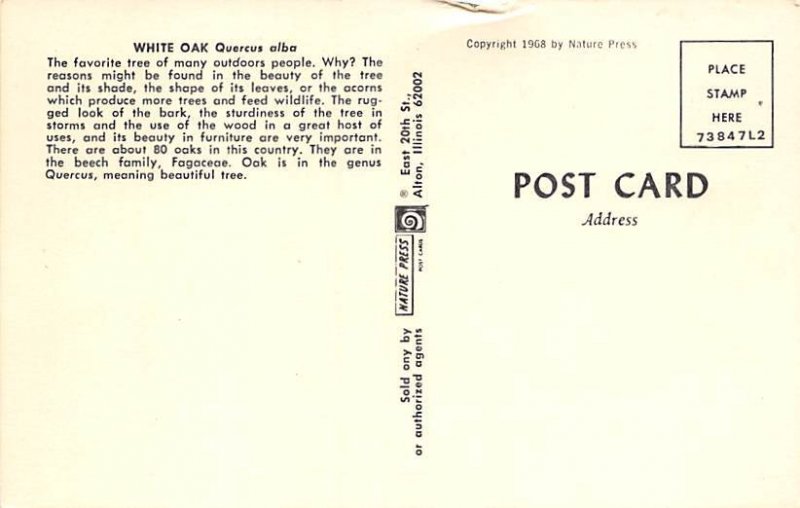 White Oak Tree Unused 