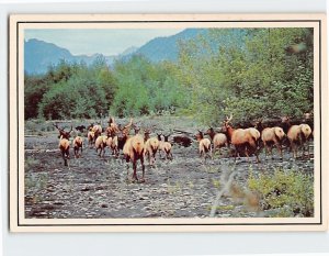 Postcard Roosevelt Elk, Rain Forests of the Pacific Coast