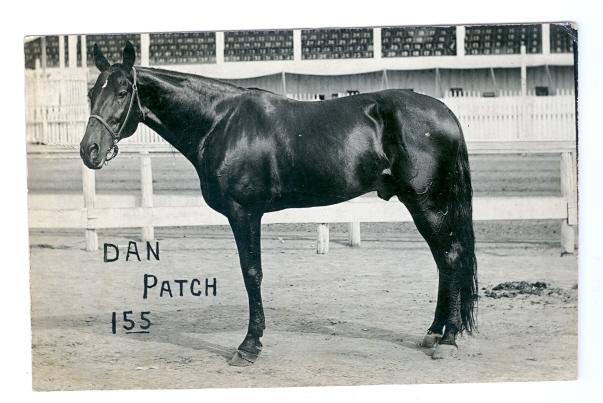 RP Dan Patch horse racing  postcard LP15