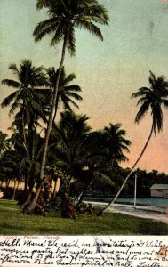 Florida Beautiful Palms 1910