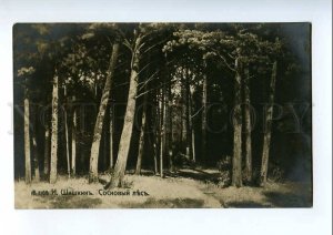 215857 Sunny Pine Forest by SHISHKIN vintage RUSSIA PC