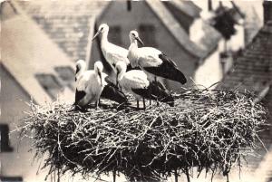 BF40010  nid de  cigogne en alsace stork france  bird oiseau