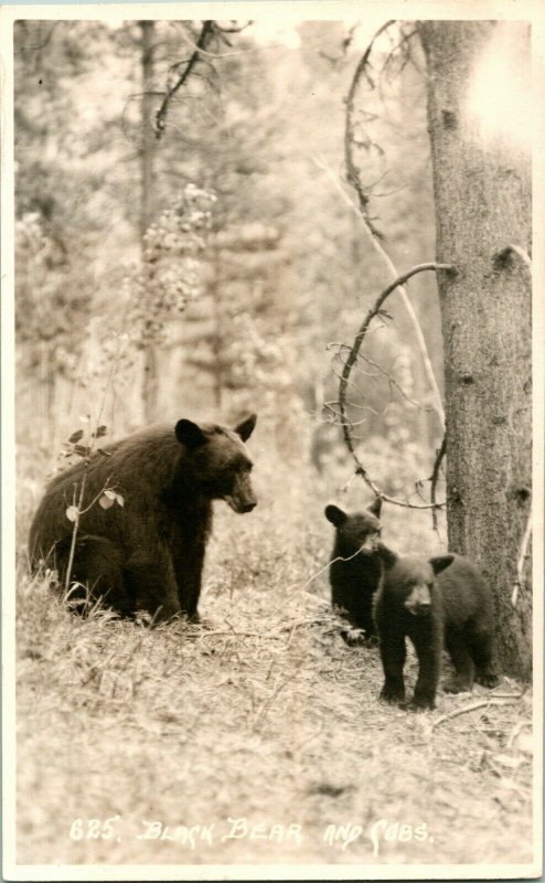 Vtg Entier Cppr Américain Ouest - Noir Ours & Cubs- Byron Harmon Photo