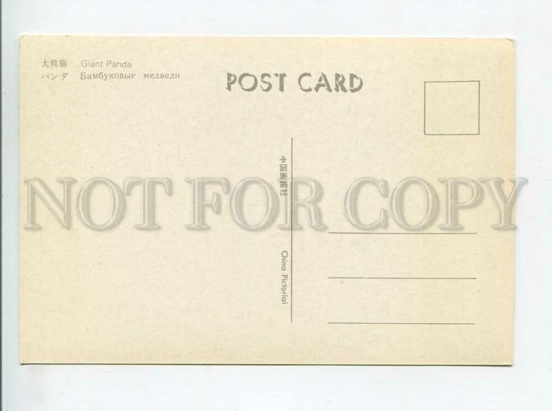 3179581 Giant Panda old postcard
