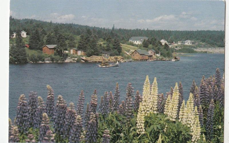 BF17973 lupines row wild throughout of nova scotia  canada front/back image