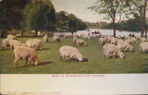 Chicago IL Sheep c1910 Postcard