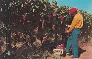 Vineyards of Fresno County CA, California - Providing Raisins Wine Grapes