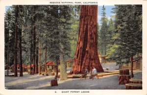 Giant Forest Lodge Sequoia National Park California  