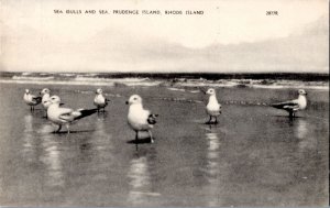 Postcard RI Prudence Island - Sea Gulls and Sea