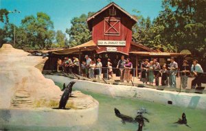 Buena Park California Knotts Berry Farm Seal Pool Vintage Postcard AA7030
