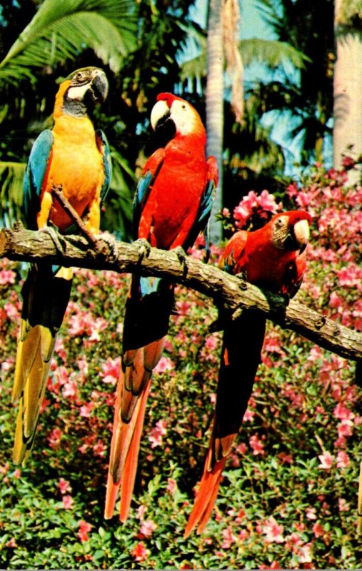 Florida St Petersburg Sunken Gardens Blue and Gold Macaws