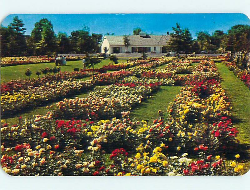 Unused 1950's BUILDING AT JACKSON PERKINS ROSE GARDENS Newark New York NY Q0265