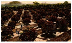Arizona Phoenix Orange Grove