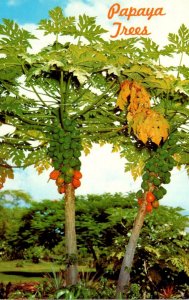 Hawaii Papaya Trees 1978