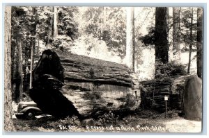 Patterson California CA Postcard RPPC Photo In Bull Creek Redwood Grove c1940's