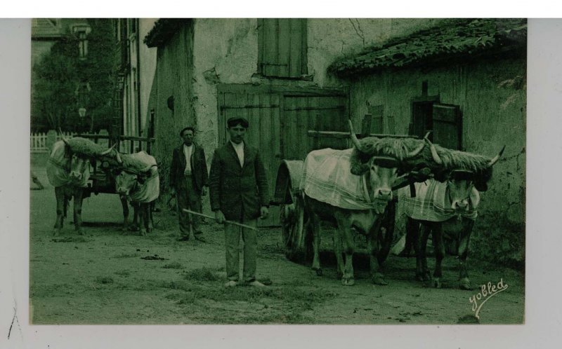 France - Pays Basque. Typical Harness of Cattle