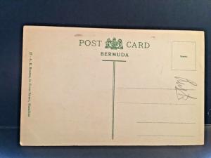 Postcard  The Royal Poncianna Tree in Bloom, Bermuda    X1