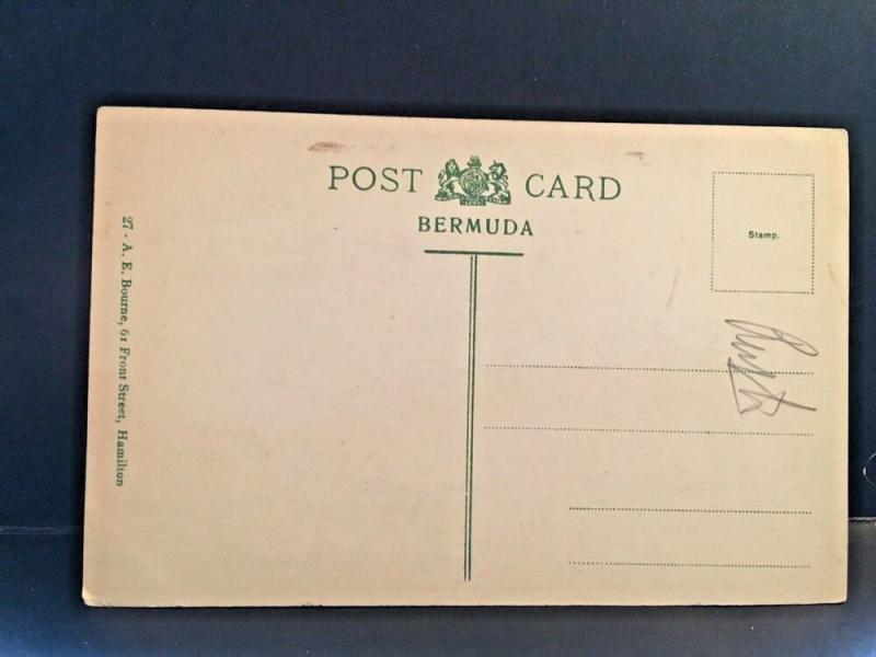 Postcard  The Royal Poncianna Tree in Bloom, Bermuda    X1