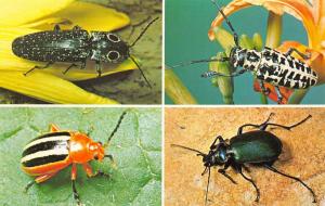 Wilmot Ohio 1960s Postcard Beetles Stark Wilderness Center