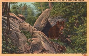 Hunting Black Bears Game Animals Forest Wild West Virginia W VA Vintage Postcard