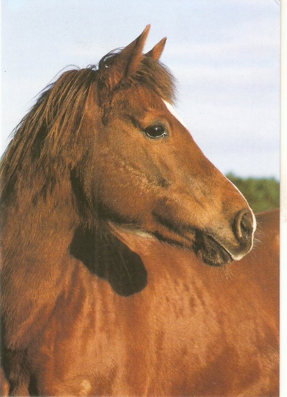 Head of a horse Nice modern English postcard. Continental size