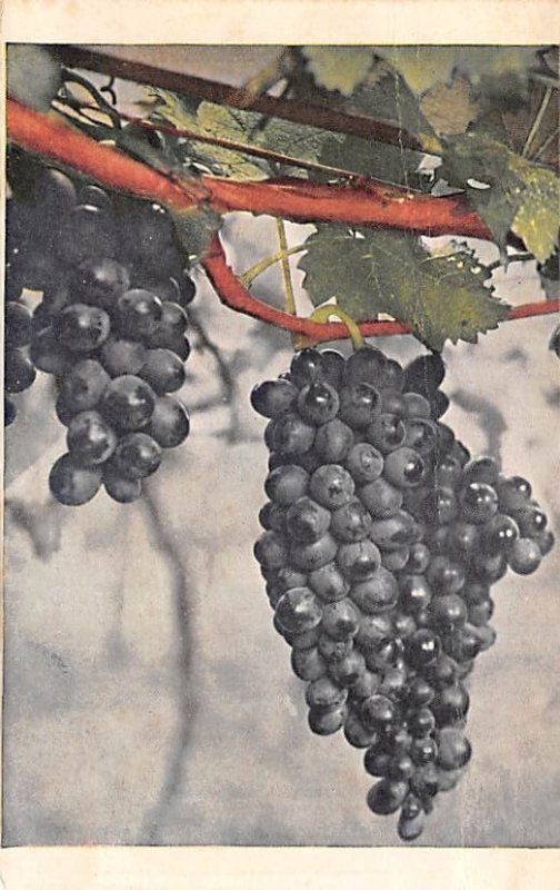 Grapes Fruit Assorted Unused trimmed