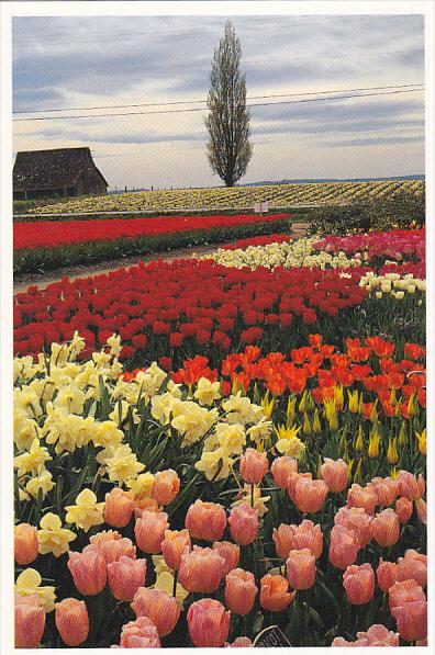 Tulips At Roozengaarde Division Of Washington Bulb Company Mount Vernon Washi...