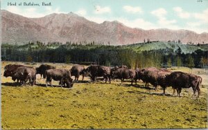 Herd of Buffaloes Banff Alberta Buffalos Unused Stephen Thompson Postcard G10