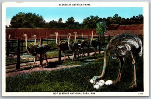 Vtg Arkansas AR Ostrich Farm Hot Springs National Park 1920s View Postcard