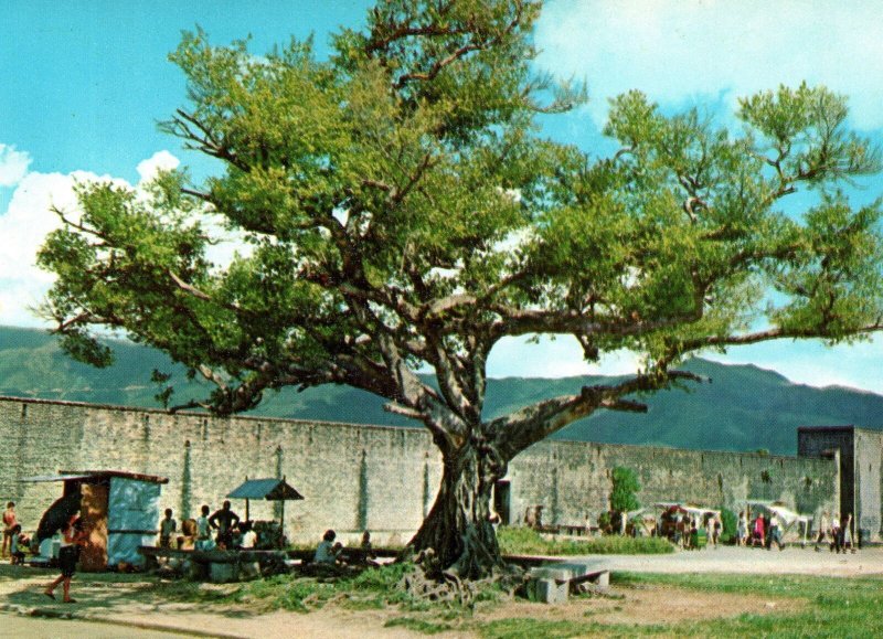 CONTINENTAL SIZE POSTCARD THE WALLED CITY AT KAM TIN YUEN LONG HONG KONG