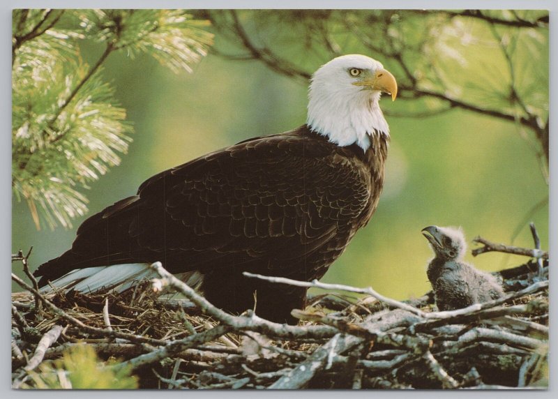 Animal~Bald Eagle & Eaglet In Tree~Continental Postcard 