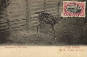 french congo, Antelope Antilope (1900) Postcard