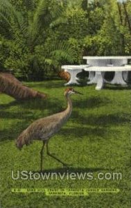 Sand Hill Crane - Sarasota, Florida FL  