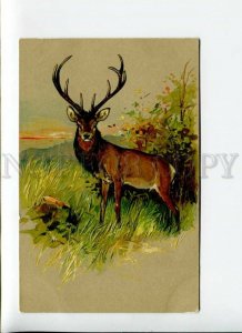 3170095 Deer HUNT Summer Vintage EMBOSSED postcard PFB #3896