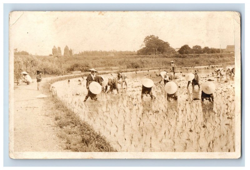 C 1910 RPPC Chefoo China Rice Farm Workers Planting Real Photo Postcard F47