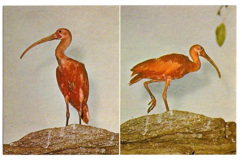 Philadelphia Zoological Gardens Scarlet Ibises Bird Postcard