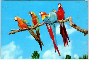 Postcard - Florida's Colorful Macaws, Parrot Jungle - South Miami, Florida