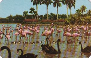 Florida Miami Hialeah Race Course Flamingos & Swans On The Infield Lake 1954