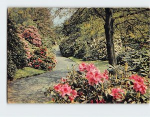 Postcard Rhododendron Dell, Royal Botanic Gardens, Kew, England