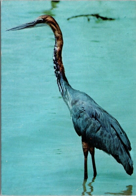 Goliath Heron African Birds Series Bird Unused Vintage Postcard C1 