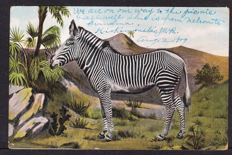 Zebra card - 1909 - Theochrom Klio Post Card