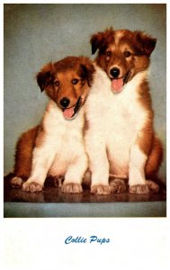 Dog  Collie Pups