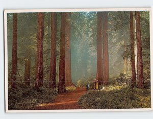 Postcard A Misty Morning, giant redwood forest, California