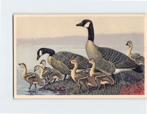 Postcard Canada Goose