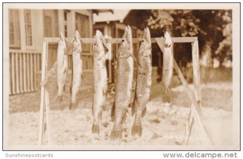 Fishing Days Catch String Of Muskies Houghton Lake Michigan 1929 Real Photo