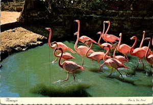 Bahamas National Bird The Flamingo